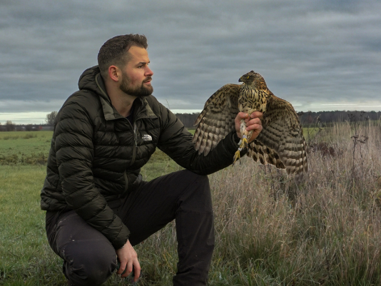 Ein Mann hockt auf einem Feld und hält einen Greifvogel in seiner linken Hand. 
