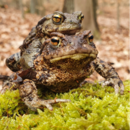 Ein Erdkröten-Weibchen wandert mit einem Erdkröten-Männchen auf ihrem Rücken auf Waldboden