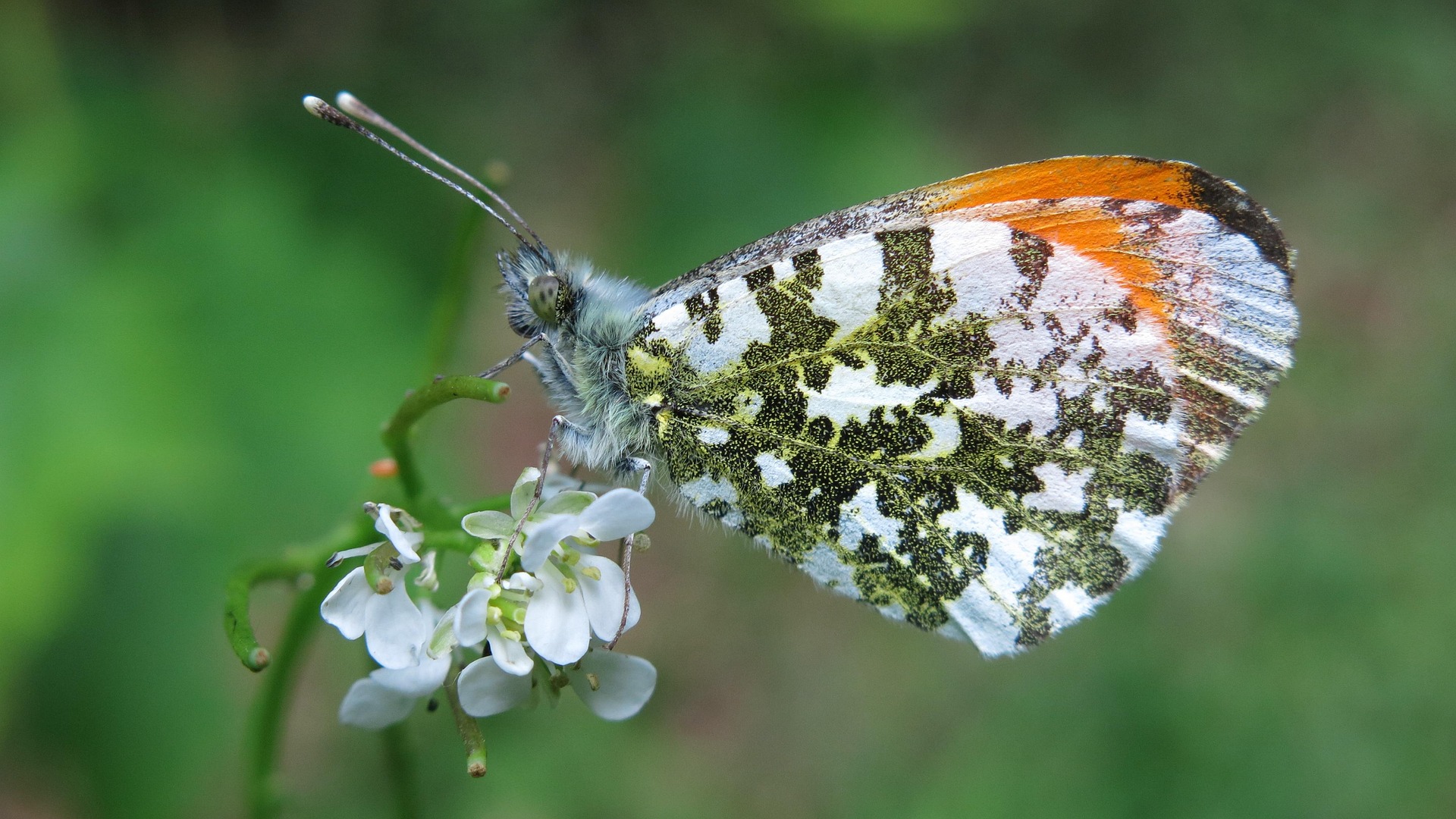 Ein Aurorafalter sitzt auf einer Blüte
